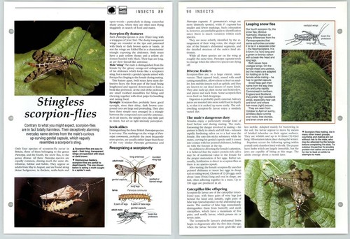Stingless scorpion flies - stingless,