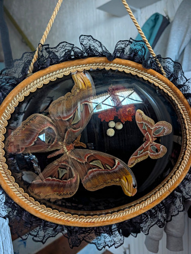 Large atlas moth - atlas, taxidermy