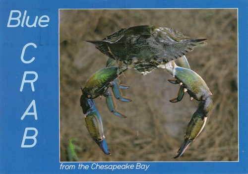 Postcard blue crab from the - postcard,