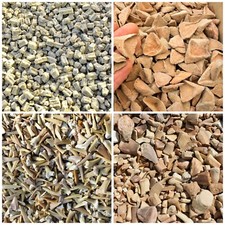 Wholesale Fossil Plant Calceola Sandalina, Crinoid Fossil Sea Lily Shark Teeth