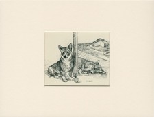 WELSH CORGI DOGS LOVELY VINTAGE 1947 MOUNTED DOG ART PRINT BY VERNON STOKES