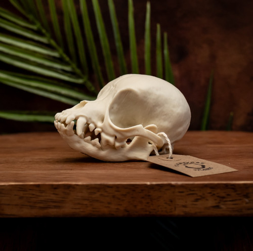 Dog skull chihuahua replica - dog,