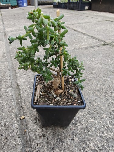 Trichodiadema bulbosum caudex - trichodiadema,