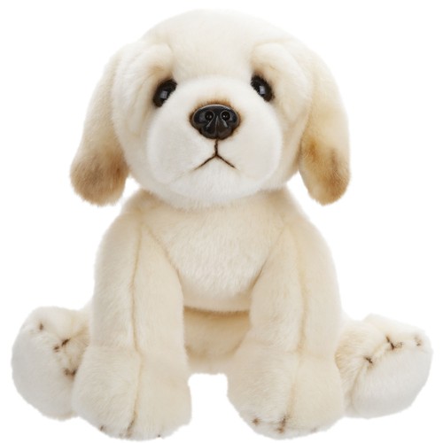 Golden labrador soft - soft,