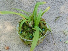 Rare Dracula psyche orchid