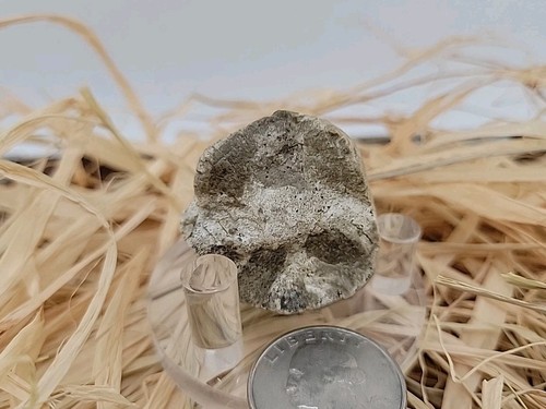 Real permineralized dinosaur - real,