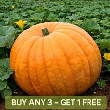 Pumpkin Seeds | Pacific Giant