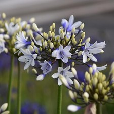 Agapanthus 'Twister' (African
