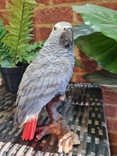 AFRICAN GREY PARROT Exotic