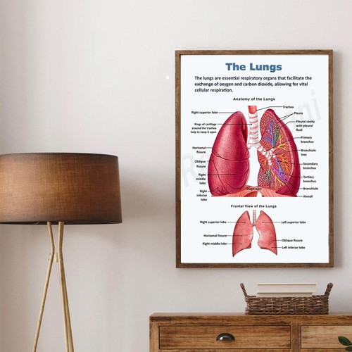 Human lungs anatomy poster - poster,