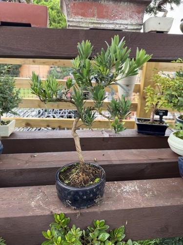 Japanese pine bonsai - pine,