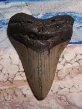 MEGALODON Shark Tooth 3 1/8"