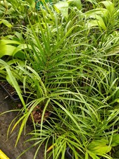 Phoenix Roebelenii - 14 cm Pot Pygmy Date Palm