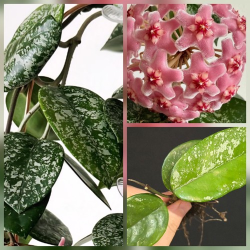 Hoya cornosa freckled splash - cornosa,
