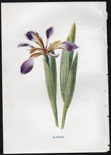 c1902 Hulme Familiar Wild