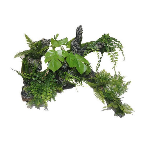 Extra large root - extra, plants