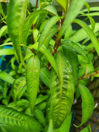 Organic aromatic vietnamese - 3,