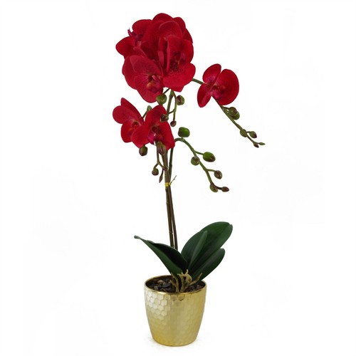 50cm phalaenopsis orchid - phalaenopsis,