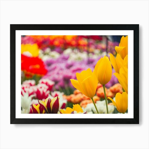 Colorful tulips art print - tulips,