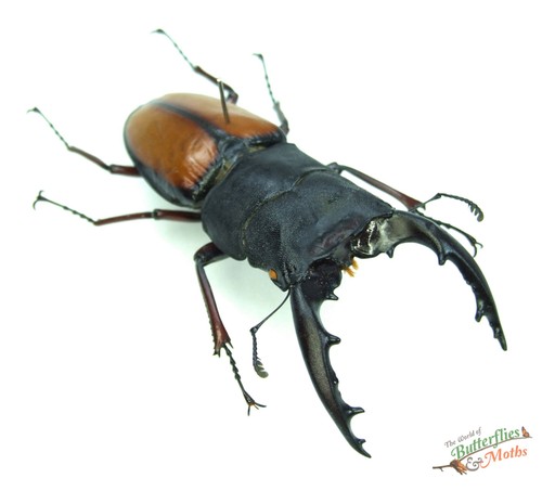 Stag beetle prosopocoilus - stag,
