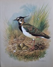 Vintage bird book plate print