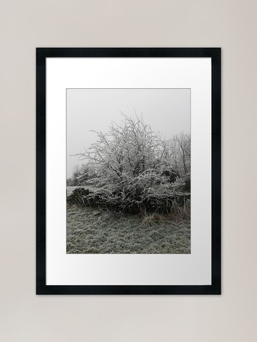 Hawthorn tree frosty - on,