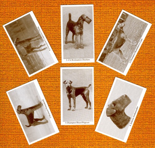 Airedale terrier set six - airedale, named