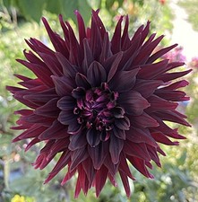 Dahlia Black Jack - Tubers 