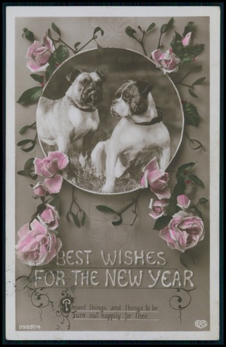 English bulldog dog best - english,