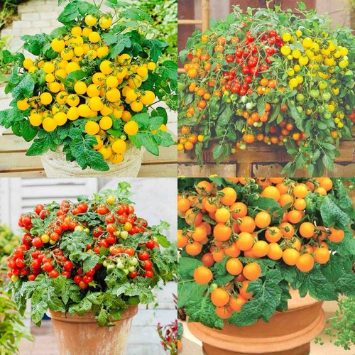 Dwarf tomato mix - dwarf,