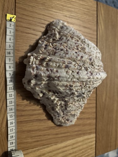 Large natural clam - natural, shell