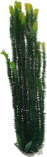 Jumbo Bushy Aquarium or Pond