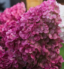 2 x Hydrangea Shrub  Wims Red