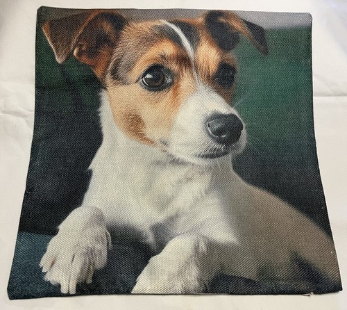 Adorable dog jack - adorable, russell