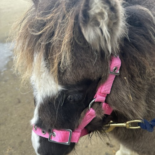 Mini foal headcollar baby - headcollar,,