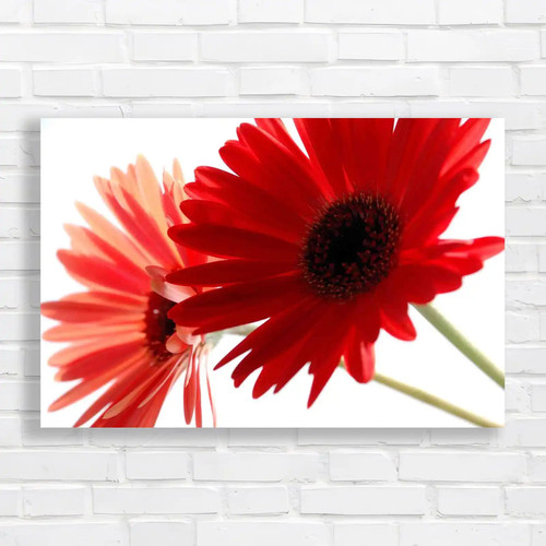 Stunning gerbera daisy - stunning,
