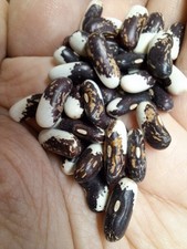 VERMONT APPALOOSA BEANS - BUSH