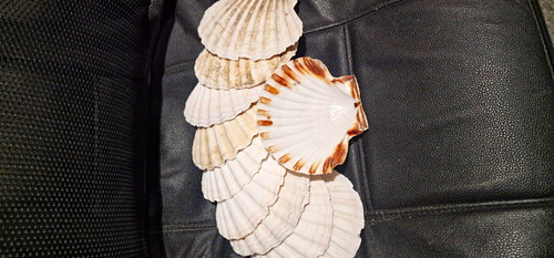 Scallop seashells craft - scallop,