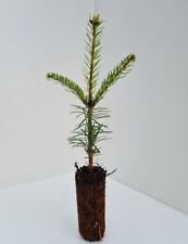 10 Nordmann Fir - Abies