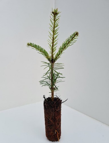 Nordmann fir abies - nordmann,