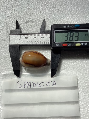 Cypraea spadicea the chestnut - spadicea.,
