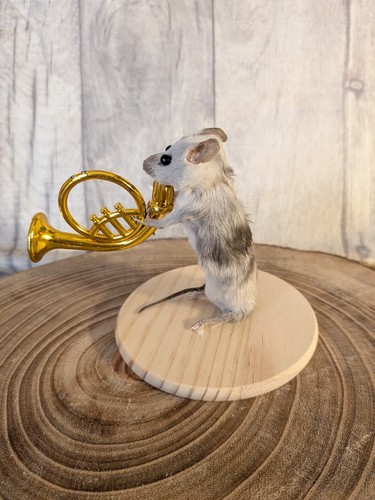 Bad taxidermy mouse derpy - taxidermy,