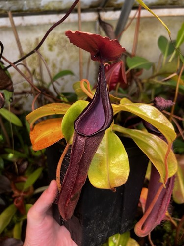 Nepenthes lingulata - , x