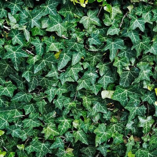 Hedera helix common ivy - common,