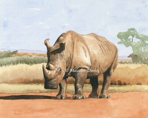 White rhinoceros rhino - rhino, limited