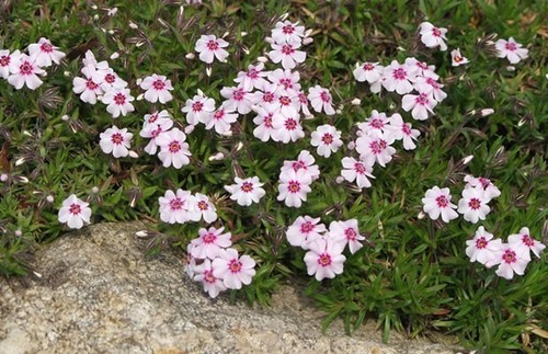 Alpine phlox plant rockery - phlox,
