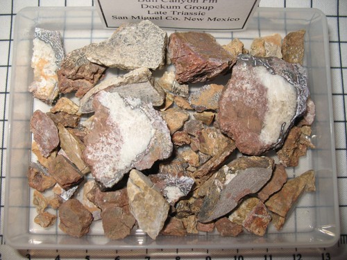 Triassic bull canyon dinosaur - bull,