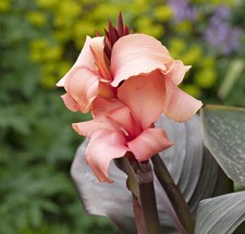 Canna Lily Cannova F1