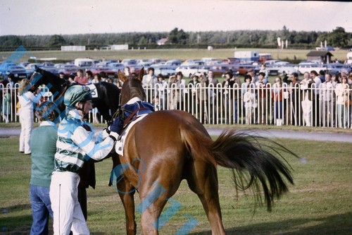 York races 1982 horse - races,