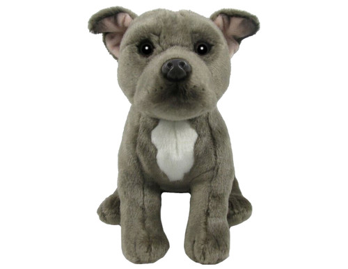 Staffordshire bull terrier - bull,